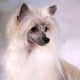 Breezy - Chinese Crested