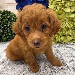 Mia - Red female Double Doodle puppy in Lagrange, Georgia from Abbott Mini Doodles