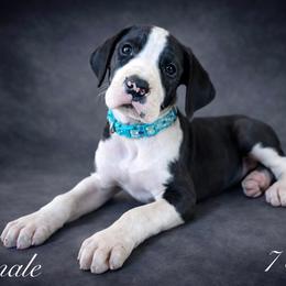 Puppy 4 - Mantle female Great Dane puppy in Ocala, Florida from Oak Haven Great Danes