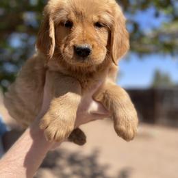 Golden Retriever Puppies from K&N Golden Retriever Companion