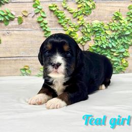 Teal girl - Tri-color female Bernedoodle puppy in Modesto, California from Two Doods Doodles