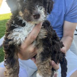 Fluffy - Brown and white female Bernedoodle puppy in Saratoga Springs, Utah from Coconut Bernedoodles