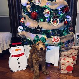 Goldendoodle Puppies from Edge Farm Goldendoodles