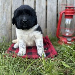 Twinkle - White and black female Newfoundland puppy in Tully, New York from Bear Paw Newfoundlands