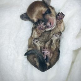 Myla Michelle - Cream female Dachshund puppy in Virginia from Pretty Paws