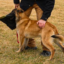 Alien - Fawn male Belgian Malinois puppy in Lincoln, Nebraska from Nebraska K9