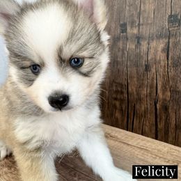 Felicity - Silver and white Pomsky puppy in Long Grove, Illinois from Windy City Pomsky