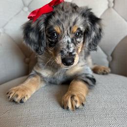 BINDI - female Australian Mountain Doodle puppy in Bristow, Oklahoma from 10-Acre Woods Cockapoos