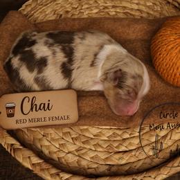 Chai - Red merle female Miniature Australian Shepherd puppy in Apache Junction, Arizona from Circle T Mini Aussies