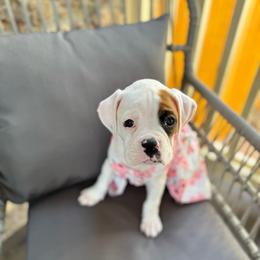 Yellow - White female Boxer puppy in Denver, Colorado from Yuni’s AKC Boxers