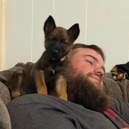Zira - female Belgian Malinois puppy in Sheridan, Arkansas from Dark Sky Kennels