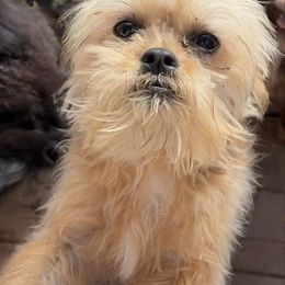 Pickles-neutered - Sable male Assorted Doodle Crosses puppy in Kentucky from Em&M Pomeranians