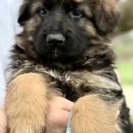 Rex - Black and red male German Shepherd puppy in Johnstown, Ohio from Vom Haus Neufus