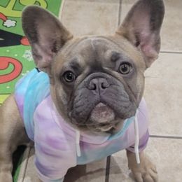 French Bulldogs from Sein Sollen