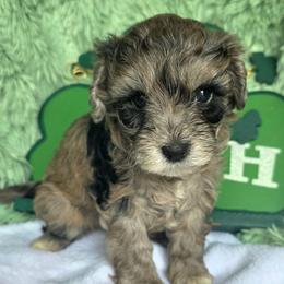 Rachel ( white collar) - Merle female Schnoodle puppy in Novinger, Missouri from Stormi Sky Schnoodles