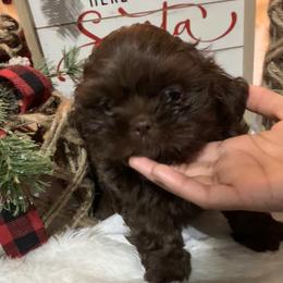 Shih Tzu Puppies from Mosley Kennel Shih Tzu