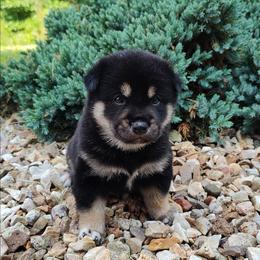 Cody - Black and tan male Shiba Inu puppy in Clayton, Illinois from Adorable-Puppies