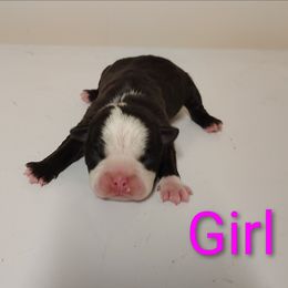 Girl Boston terrier - Seal and white female Boston Terrier puppy in Salisbury, North Carolina from P3 Boston Terriers in NC