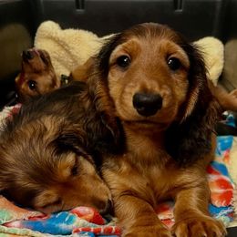 Boy 2 - male Dachshund puppy in Arkansas from O'La Dachshunds