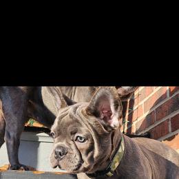 Kiwi - Blue female French Bulldog puppy in Cincinnati, Ohio from Sun City Kennels