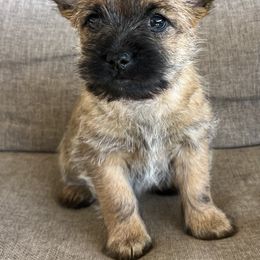 Ms. Red - Red female Cairn Terrier puppy in Pottersville, Missouri from Cairn Terriers of Heatherridge,LLC