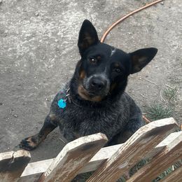 Ida - Australian Cattle Dog