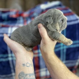 "One" Bulldog Puppies from Lexie's Bulldogs