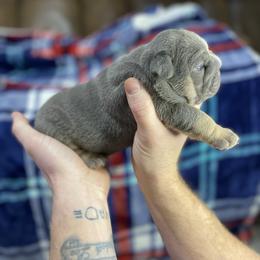 "One" Bulldog Puppies from Lexie's Bulldogs