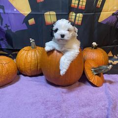 Leviathan - White male Lowchen puppy in Grand Rapids, Michigan from Lionkru Lowchen and Standard Poodles