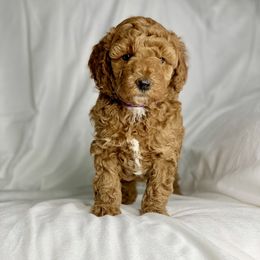 Girl 1 - Red  Goldendoodle puppy in Mckee, Kentucky from Maicey’s Star Doodles
