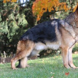 German Shepherd Puppies from Von Becks German Shepherds