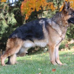 German Shepherd Puppies from Von Becks German Shepherds