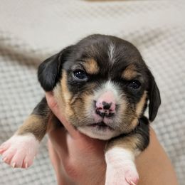 Female 1 - Black tan and white female Beagle puppy in Baltimore, Maryland from Country Acres Farm