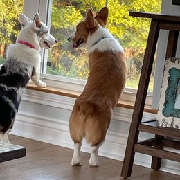 American Corgi and Pembroke Welsh Corgi Puppies from Beebe’s Corgis