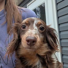 Joey - Dachshund