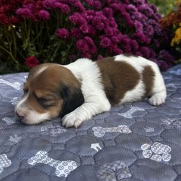 Jorja - Red female Dachshund puppy in Cherry Tree, Oklahoma from Peavine Creek Dachshunds