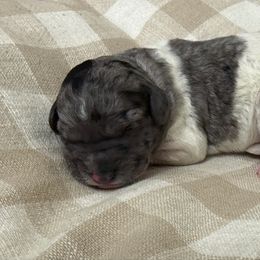 Bo - Tri-color male Labradoodle puppy in Bruceton Mills, West Virginia from Adonai Ra'ah Farms