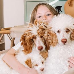 Poodles from Reverie Poodles