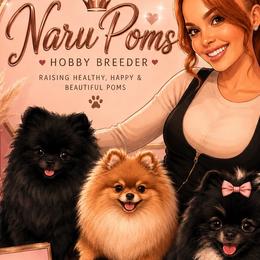 Pomeranians from NaruPoms
