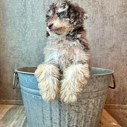 Rosie - Merle female Cavapoo puppy in Austin, Texas from Doodles of Central Texas