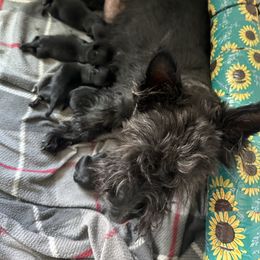 Scottish Terrier puppies from Its Scot To Be Love Scotties