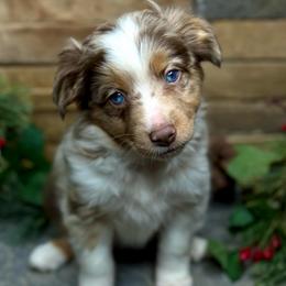 Pumpkin - Red merle female Toy Australian Shepherd puppy in Mc Lean, Illinois from Kickapoo Creek Toy & Mini Aussies