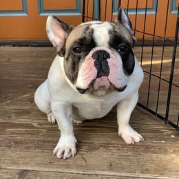 Uno  - French Bulldog