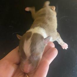 Churro - Sable merle and white male Shetland Sheepdog puppy in Chambersburg, Pennsylvania from Clark Kennel Shelties