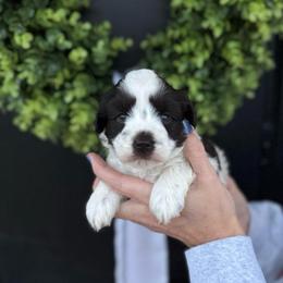 Green girl - Parti female Miniature Schnauzer puppy in Oneonta, Alabama from Murphree Valley Kennels