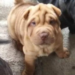 Chinese Shar-Pei Puppies from Annette's Shar-Peis