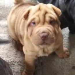 Chinese Shar-Pei Puppies from Annette's Shar-Peis