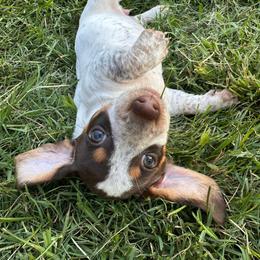 Rose - Piebald female Dachshund puppy in Ben Wheeler, Texas from P&P Dachshunds