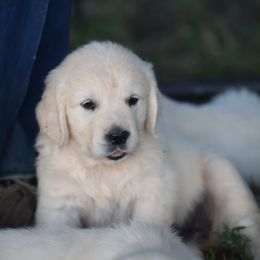 Miss Light Purple - Light golden female Golden Retriever puppy in Morrill, Kansas from Grimm Girls Farm