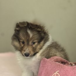 Kirby - Sable and white female Shetland Sheepdog puppy in Pleasant Shade, Tennessee from Odyssey Shetland Sheepdogs
